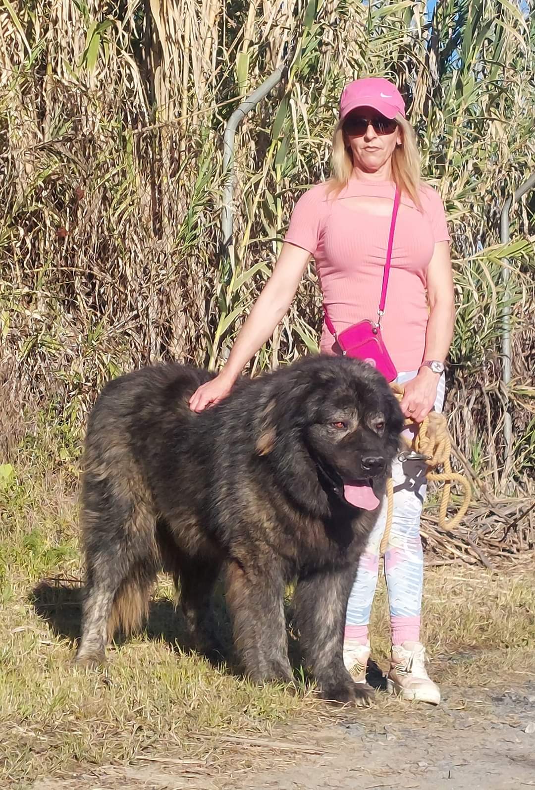 Criadero Pastor del Cáucaso Gibracan