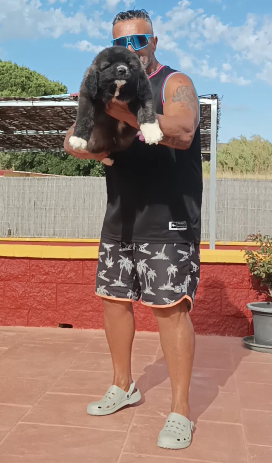 Criadero Pastor del Cáucaso Gibracan