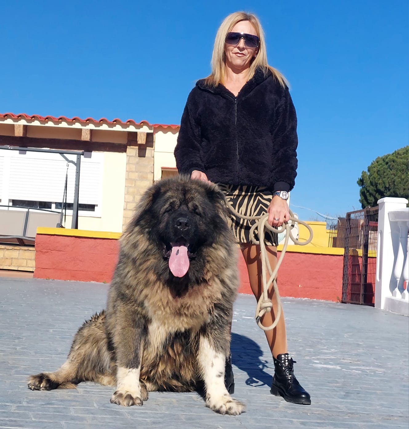 Criadero Pastor del Cáucaso Gibracan