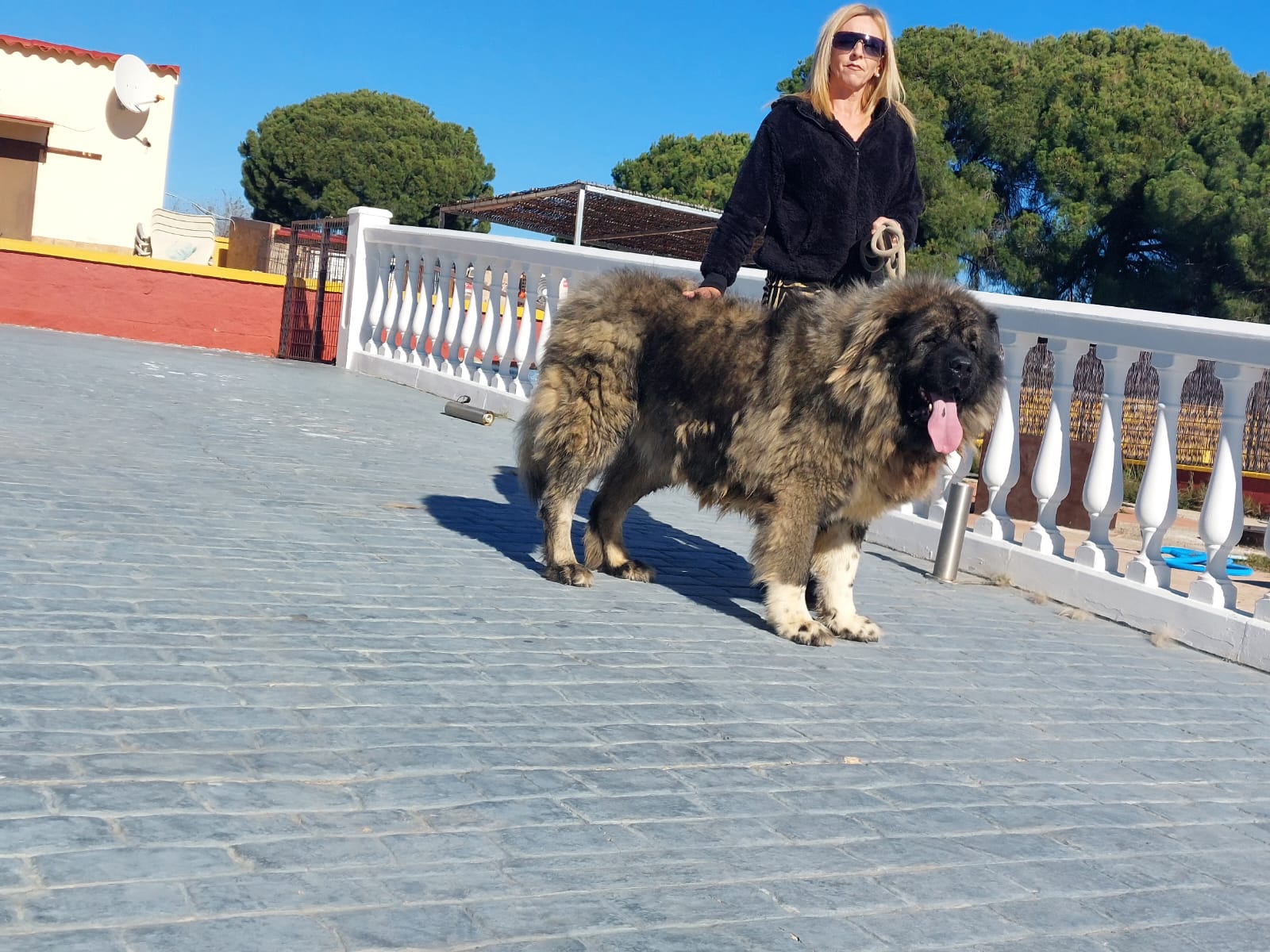 Criadero Pastor del Cáucaso Gibracan