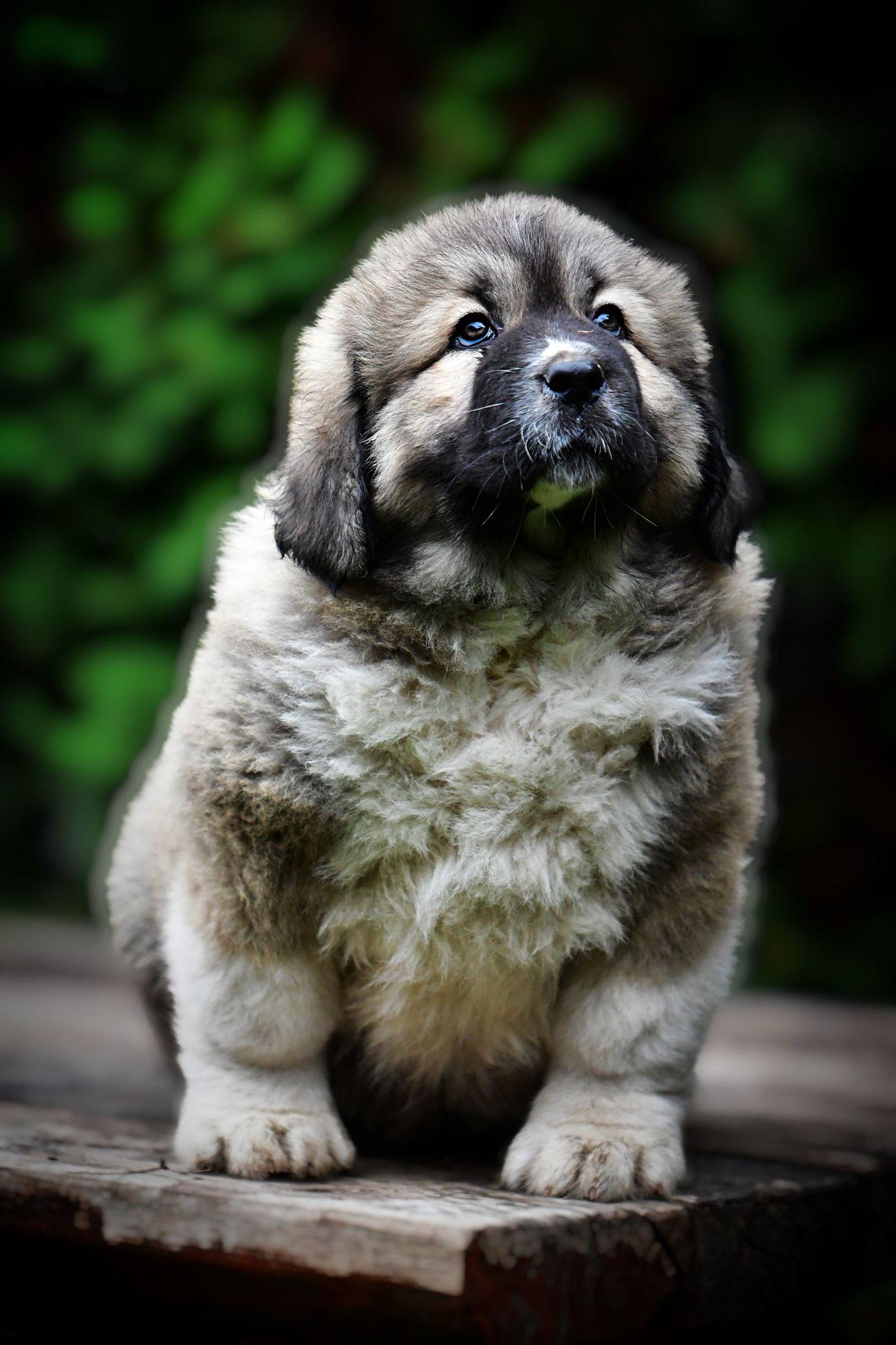 Criadero Pastor del Cáucaso Gibracan