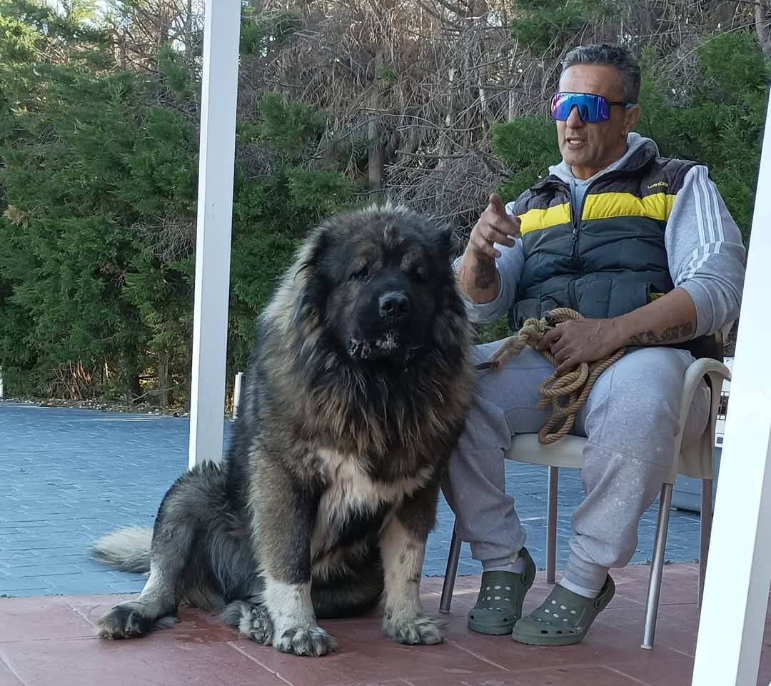 Criadero Pastor del Cáucaso Gibracan