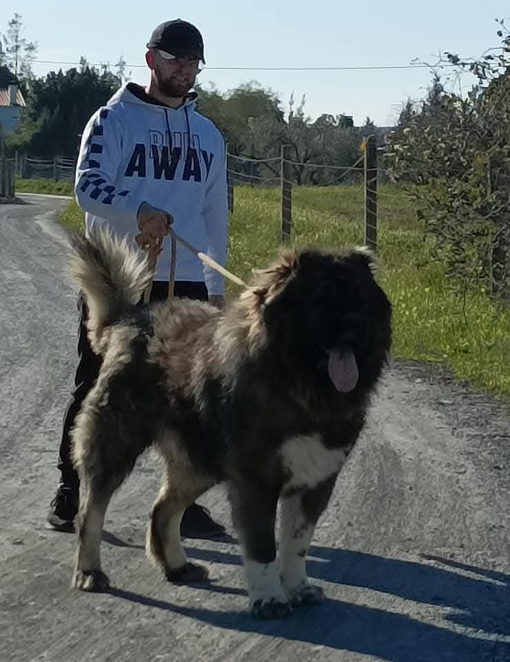 Criadero Pastor del Cáucaso Gibracan