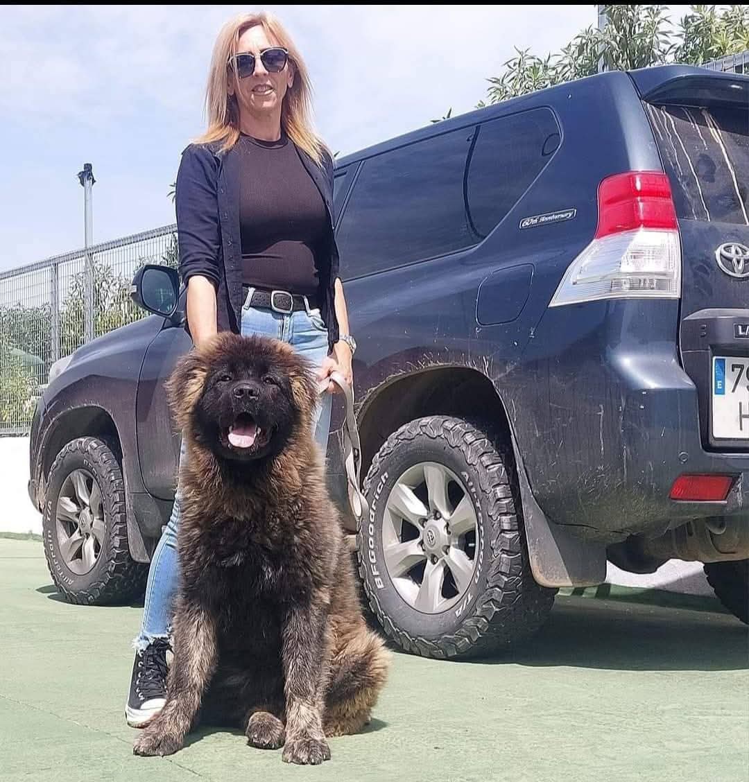 Criadero Pastor del Cáucaso Gibracan