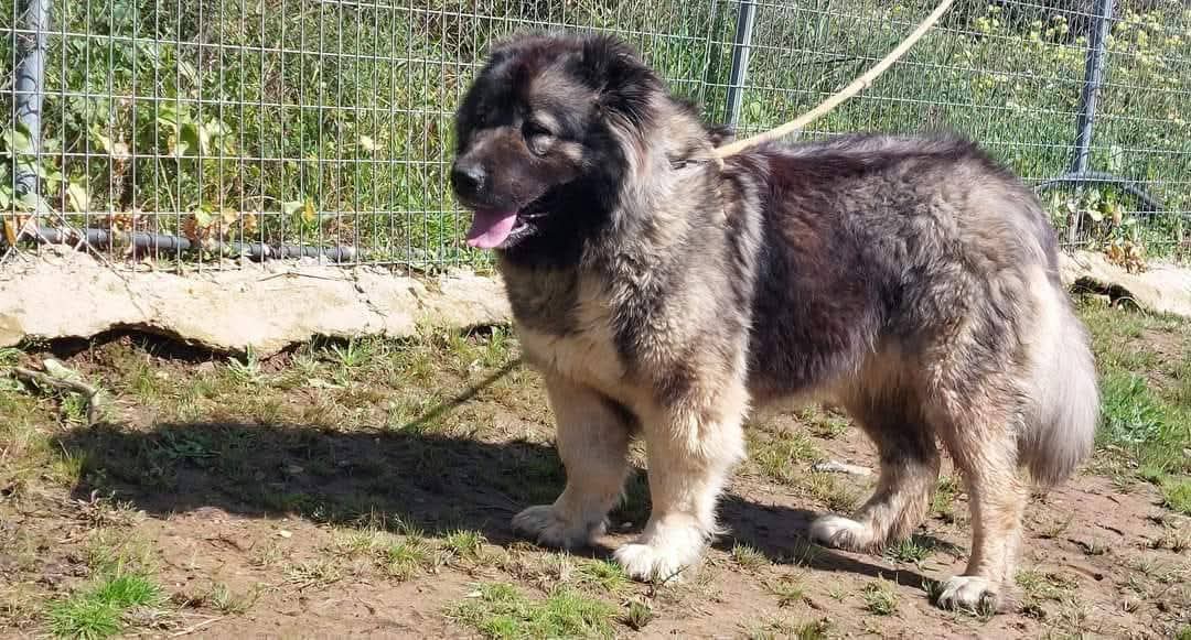 Criadero Pastor del Cáucaso Gibracan